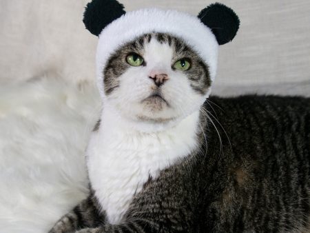 Panda Bear Hat Cat Costume Hot on Sale